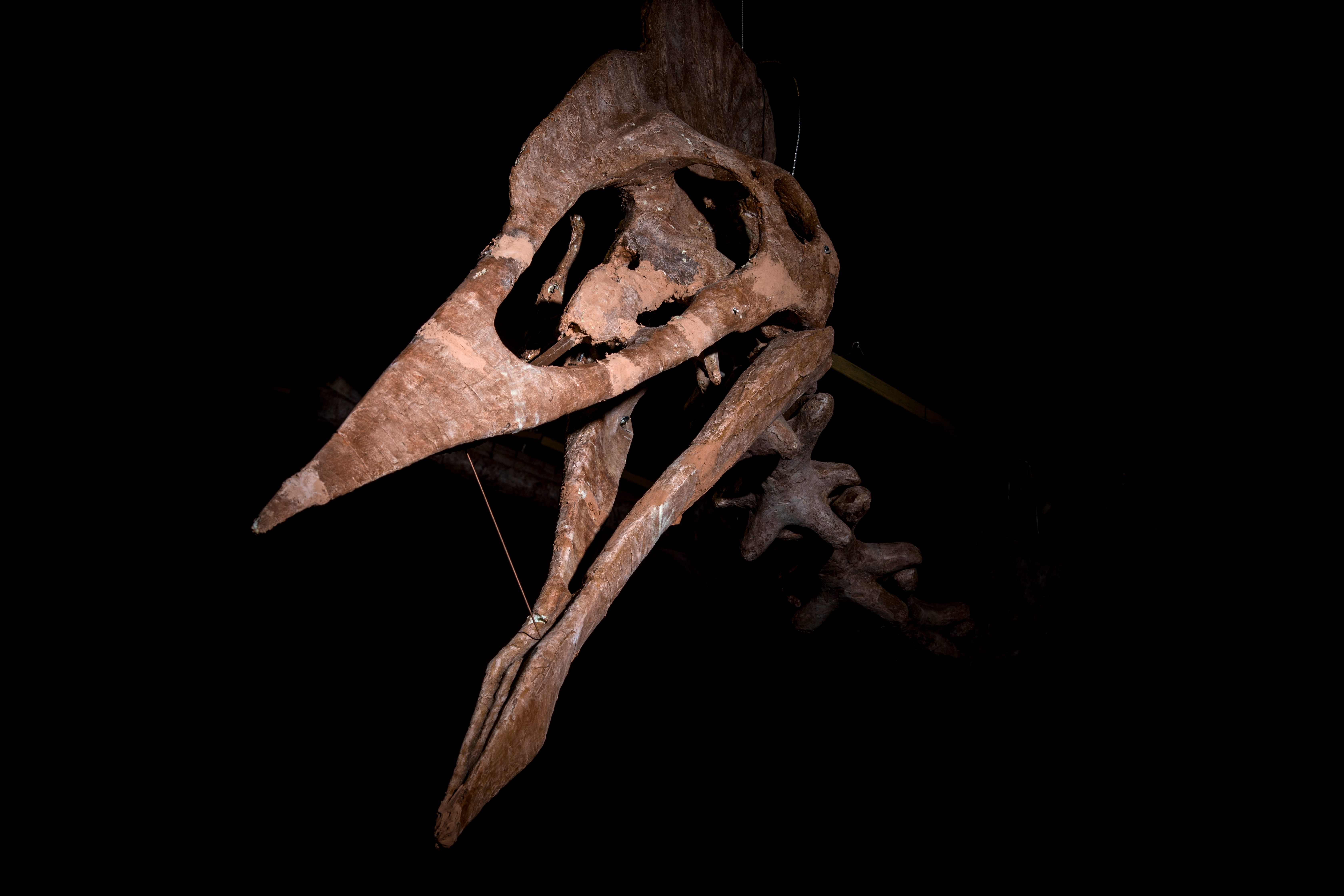 The Altmühltal Museum created a model of Dracula's full skeleton by looking at the remains of other Azhdarchids.